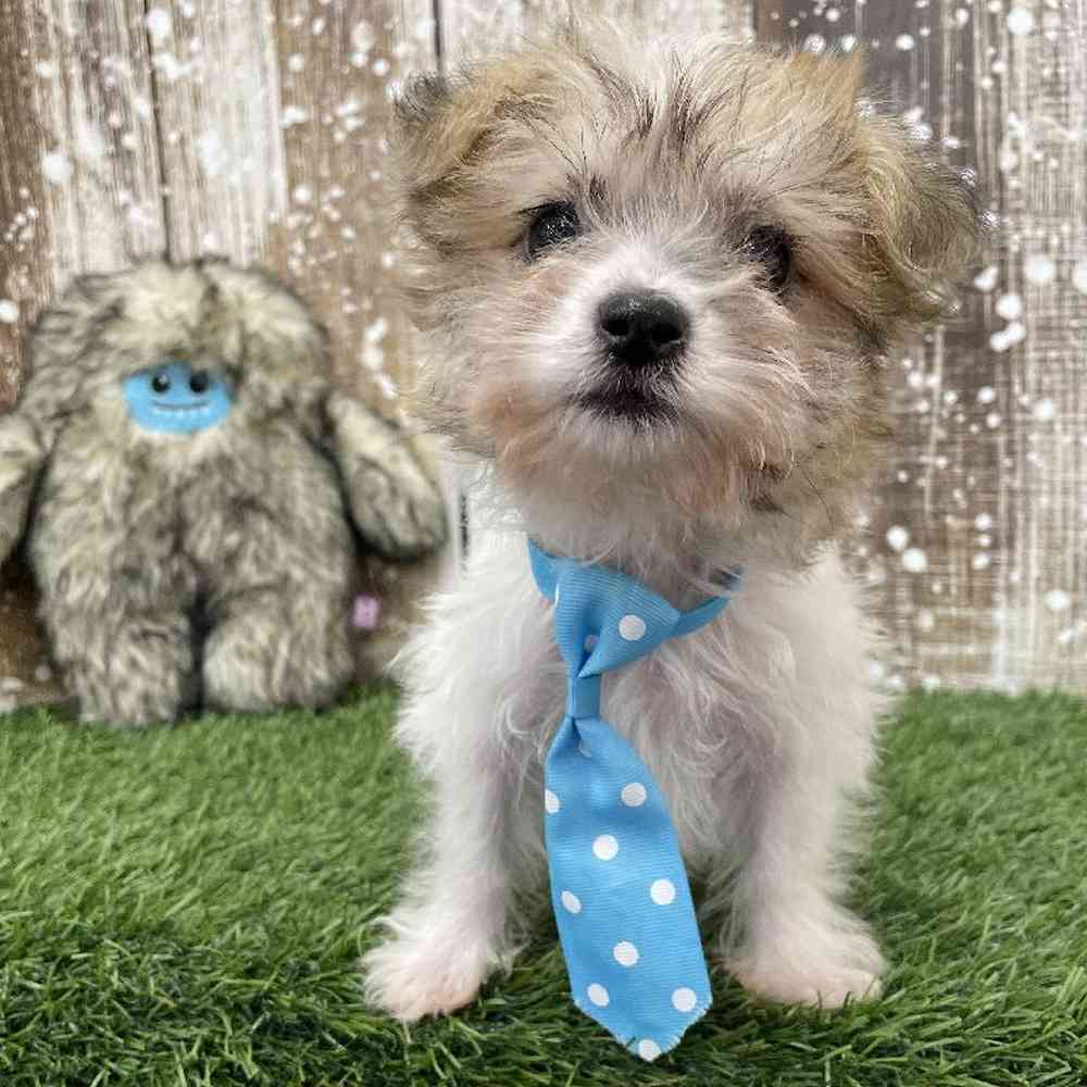 Male Yochon Puppy for Sale in Braintree, MA
