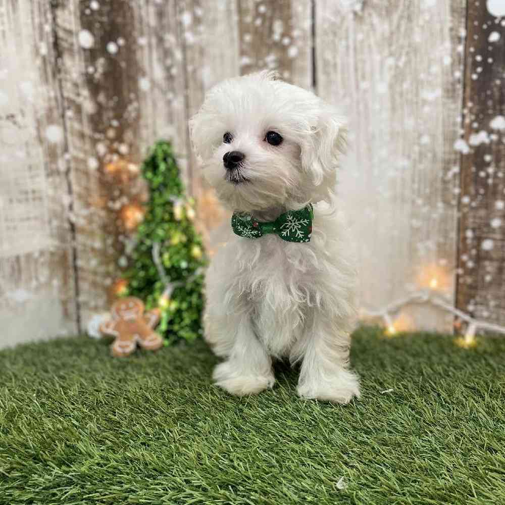 Male Maltese Puppy for Sale in Braintree, MA