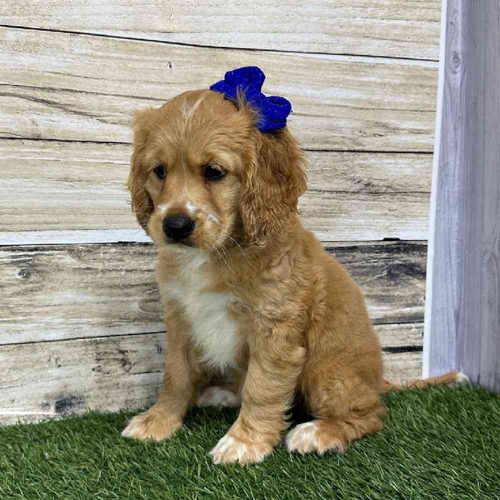 Female Golden Cocker Retriever Puppy for Sale in Saugus, MA
