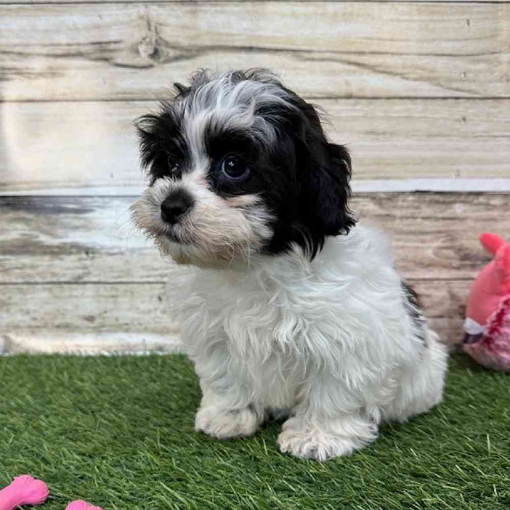 Female Shih-Poo Puppy for Sale in Saugus, MA