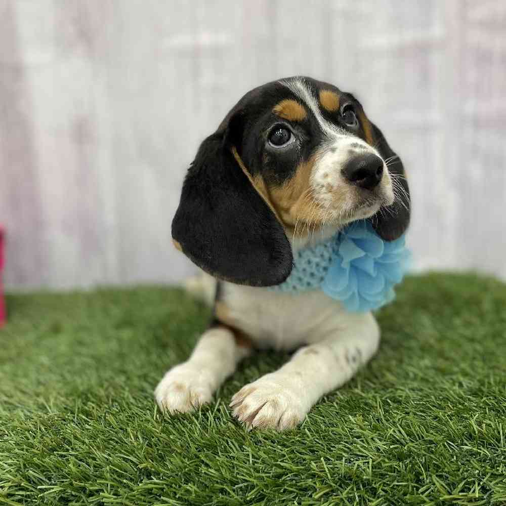 Female Beagle Puppy for Sale in Braintree, MA