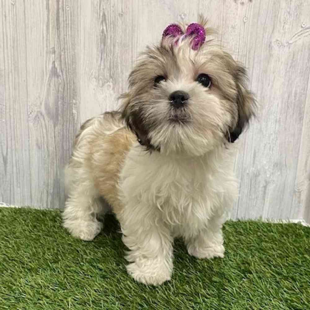 Female Teddy Bear (Zuchon) Puppy for Sale in Braintree, MA