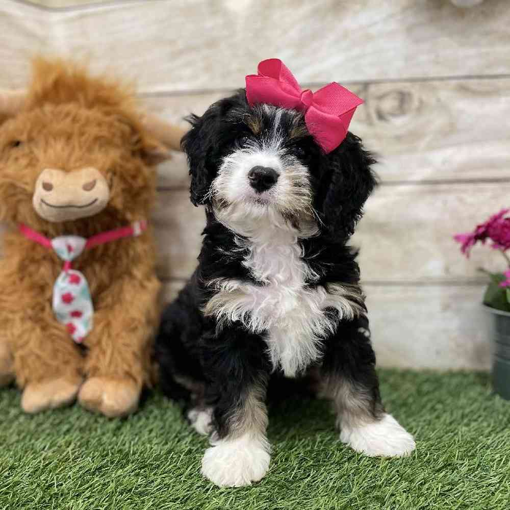 Female Mini Bernedoodle 2nd Gen Puppy for Sale in Braintree, MA