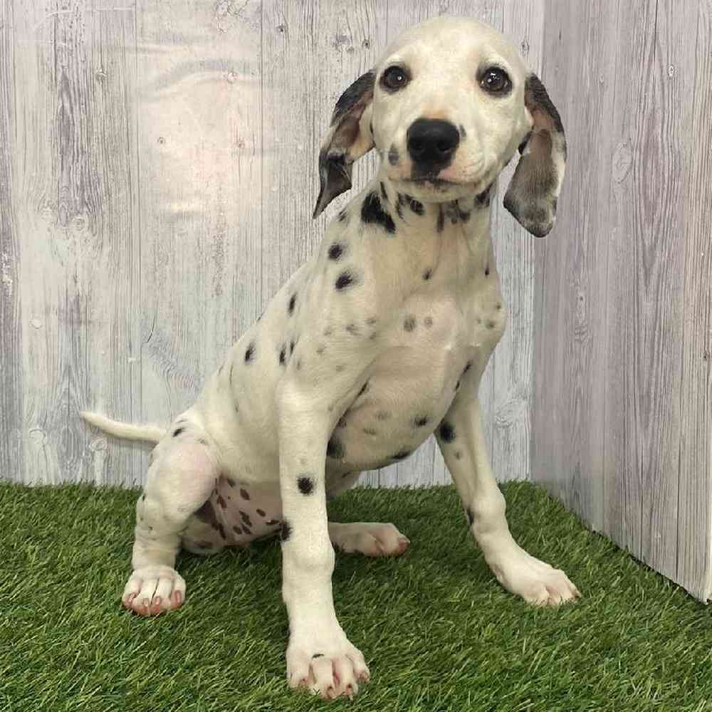Female Dalmatian Puppy for Sale in Saugus, MA