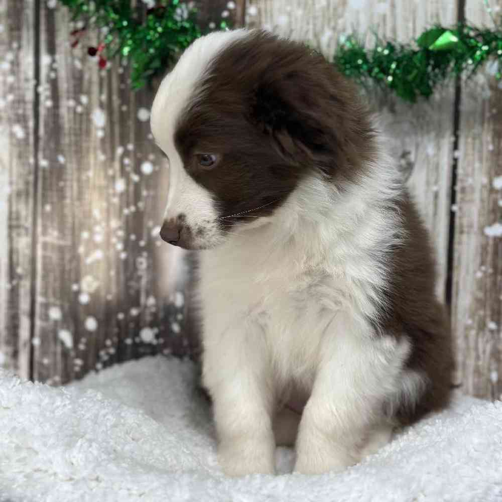 Female Miniature Australian Shepherd Puppy for Sale in Saugus, MA
