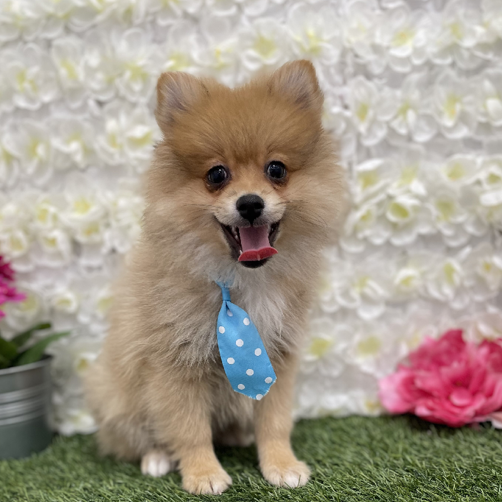 Male Pomeranian Puppy for Sale in Braintree, MA