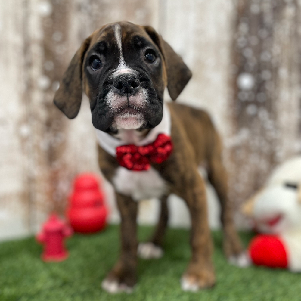 Male Boxer Puppy for Sale in Braintree, MA