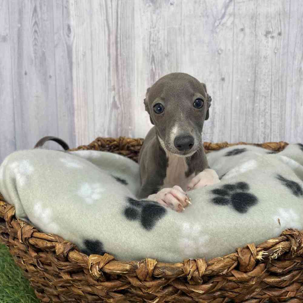 Female Italian Greyhound Puppy for Sale in Saugus, MA