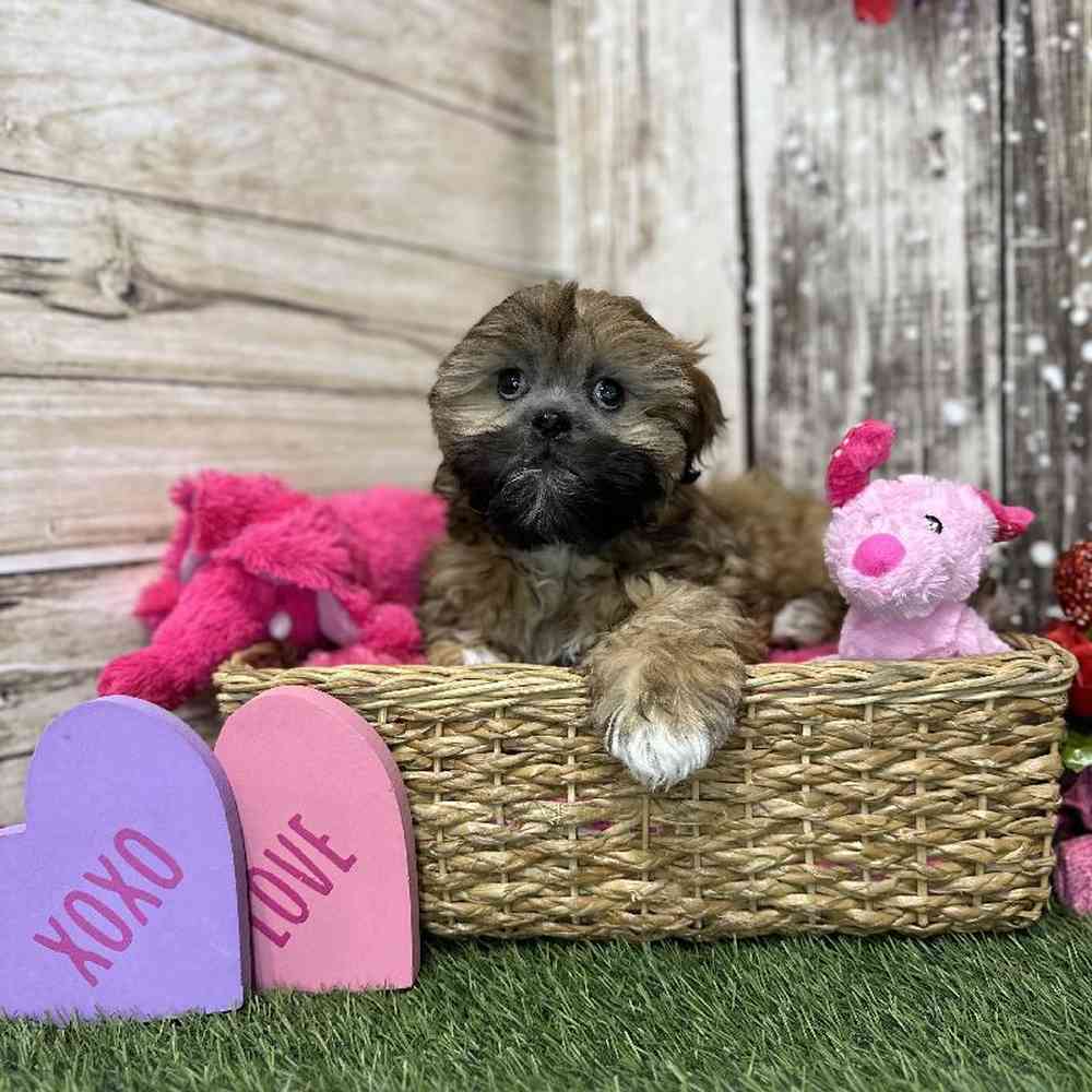 Female Lhasa Apso Puppy for Sale in Saugus, MA