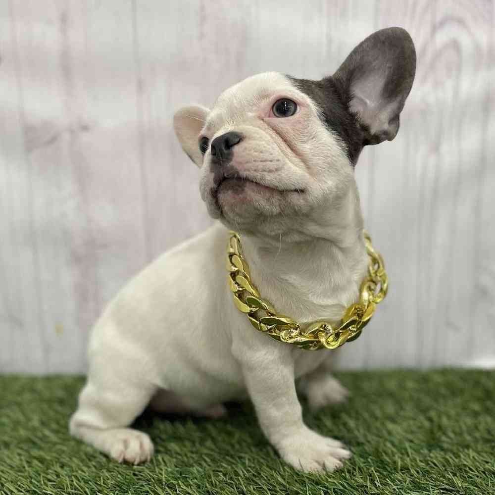 Male French Bulldog Puppy for Sale in Braintree, MA