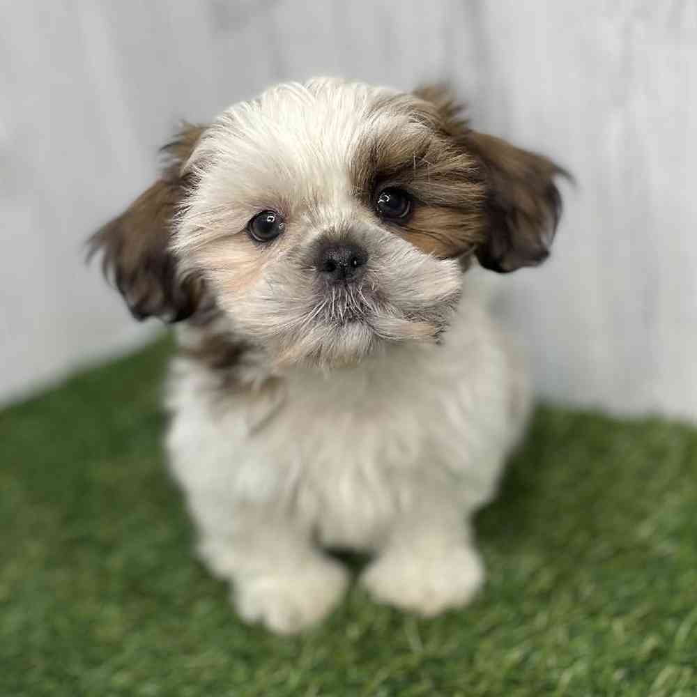 Male Shih Tzu Puppy for sale