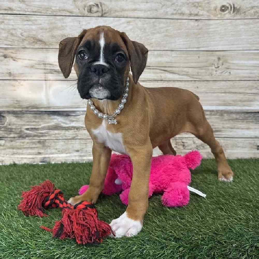 Female Boxer Puppy for Sale in Saugus, MA