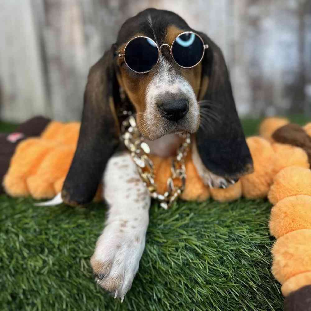 Male Basset Hound Puppy for Sale in Saugus, MA