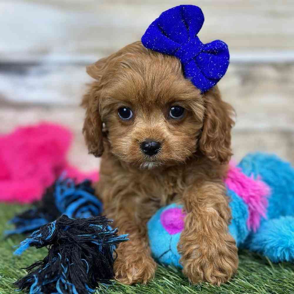 Female Cavapoo Puppy for Sale in Saugus, MA