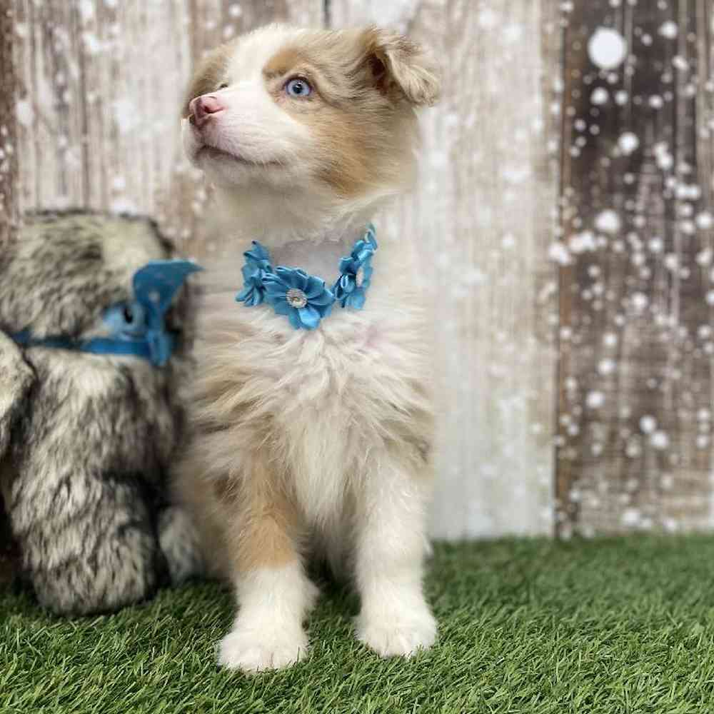 Female Miniature Australian Shepherd Puppy for Sale in Braintree, MA