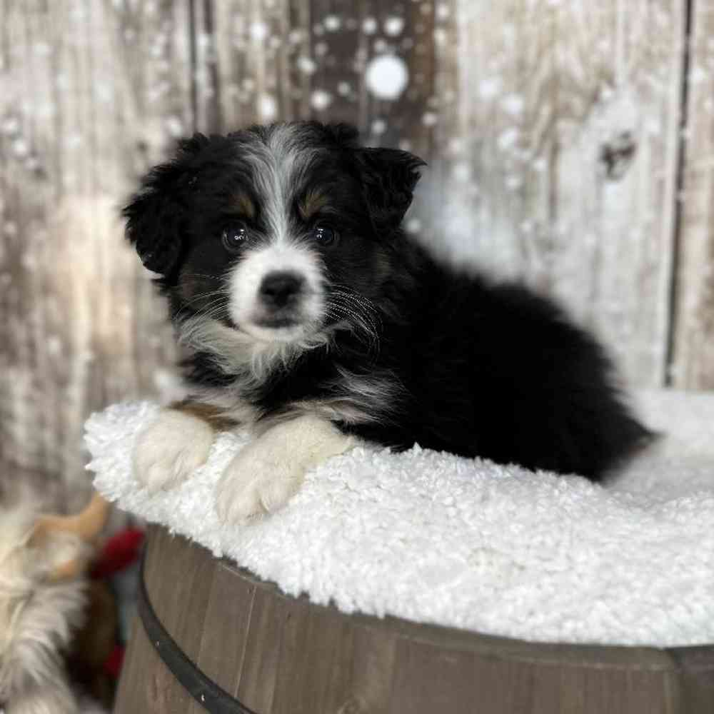 Male Miniature Australian Shepherd Puppy for Sale in Saugus, MA
