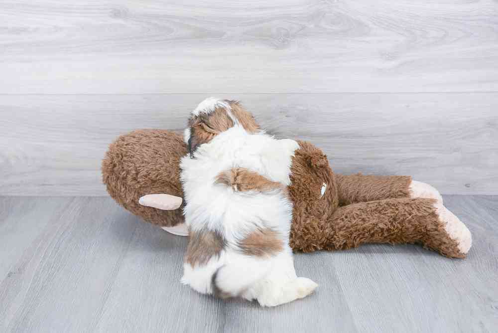 shih-tzu-emily-1502965090836073.jpg