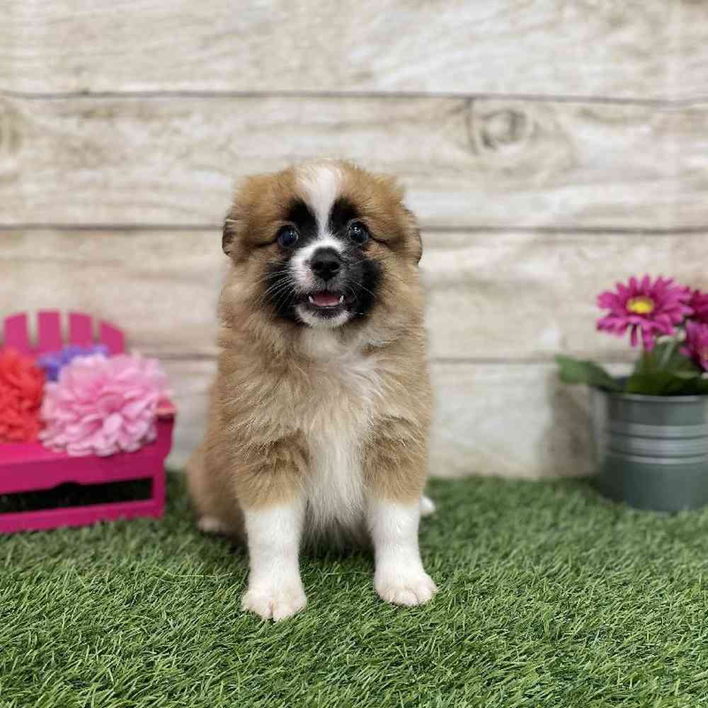 Female Aussie Pom Puppy for Sale in Braintree, MA