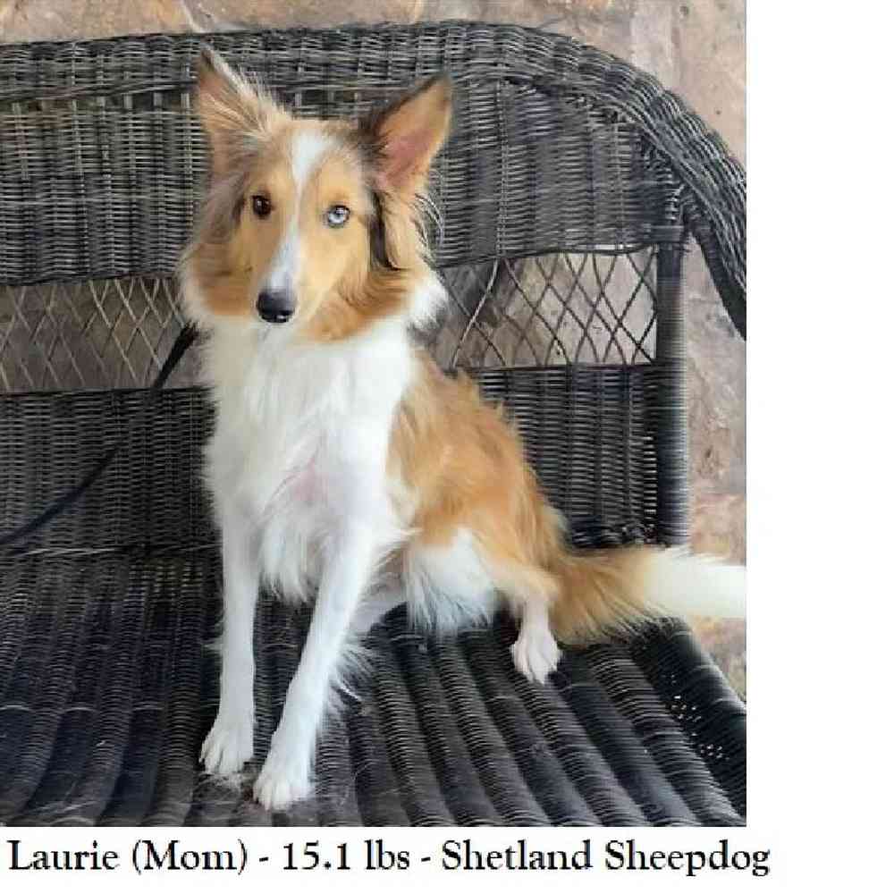 Male Shetland Sheepdog Puppy for Sale in Saugus, MA