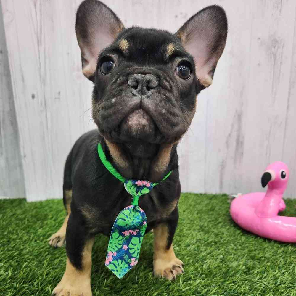 Male French Bulldog Puppy for Sale in Braintree, MA