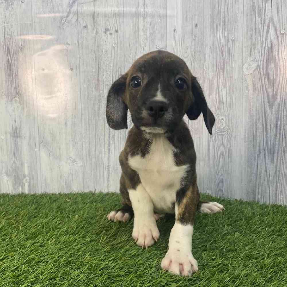 Male Boglen Terrier Puppy for Sale in Saugus, MA
