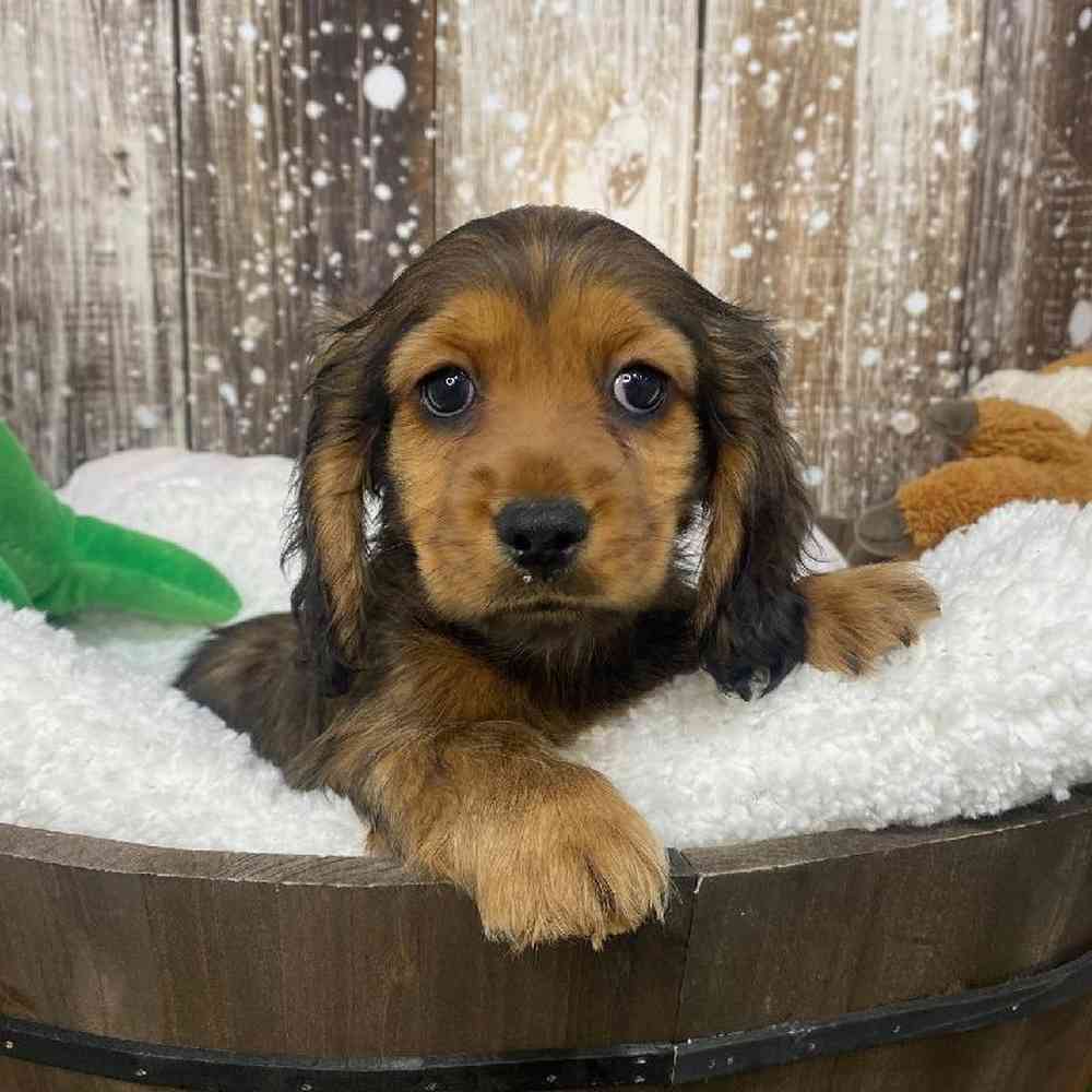 Female Docker Puppy for Sale in Saugus, MA