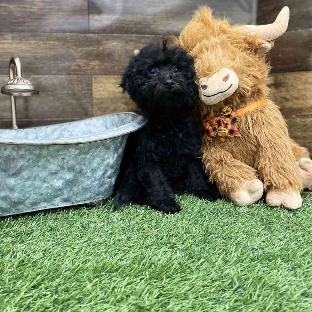 Female Cockapoo 2nd Gen Puppy for Sale in Braintree, MA
