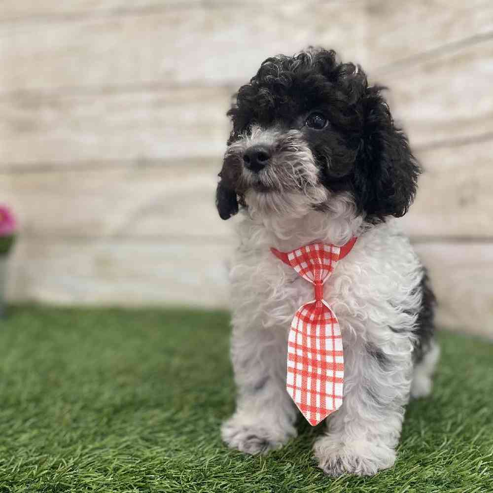 Male Bichon-Poodle Puppy for Sale in Braintree, MA