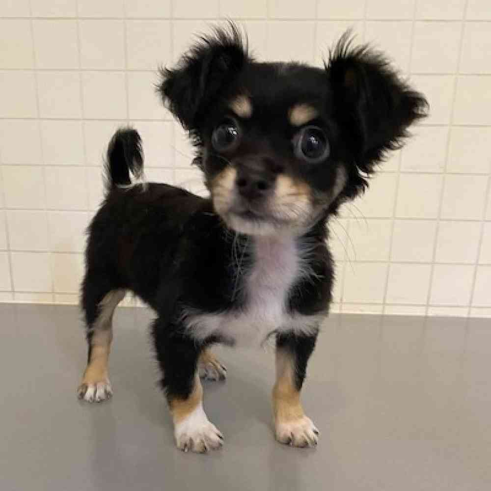 Female Chihuahua Puppy for sale
