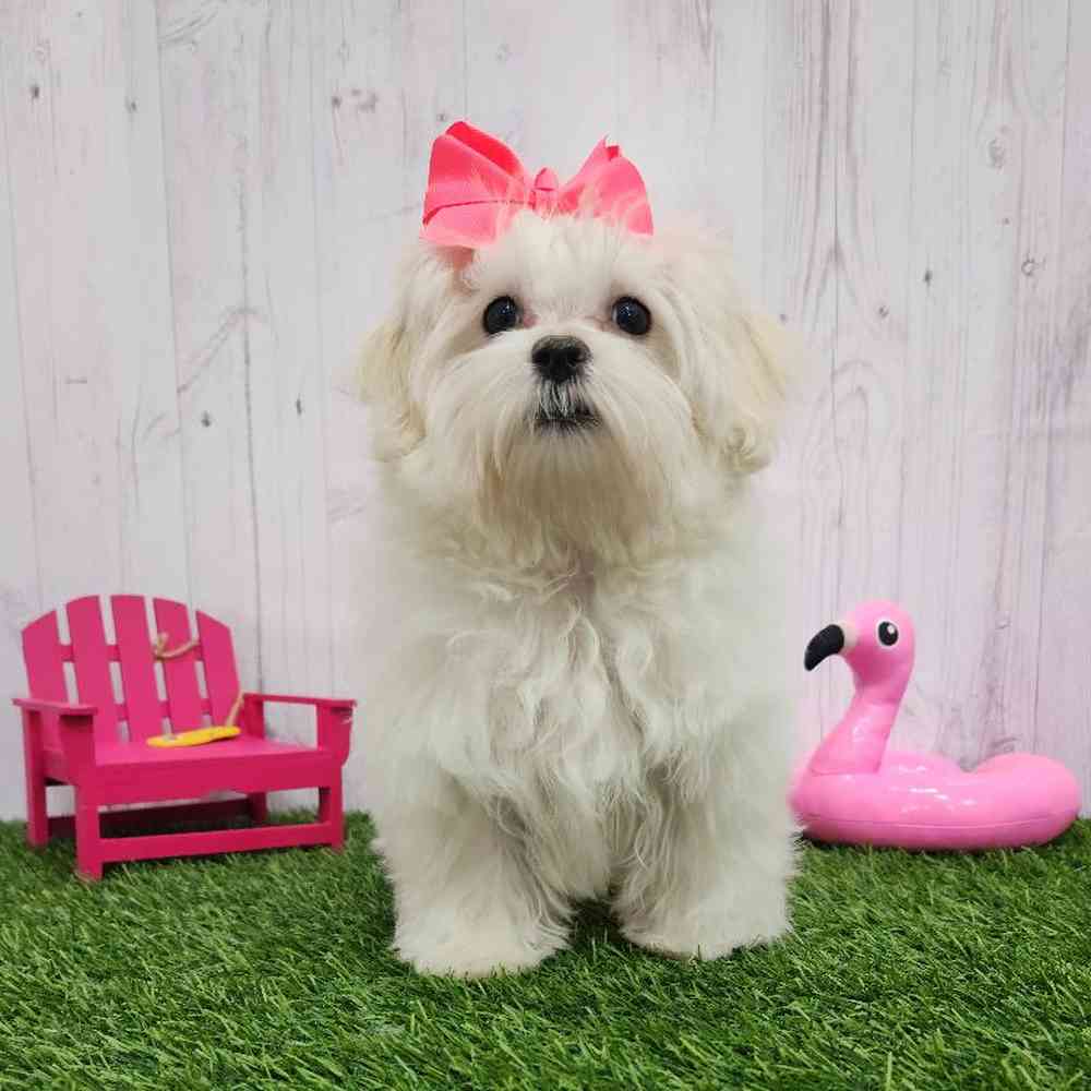 Female Havamalt Puppy for Sale in Braintree, MA