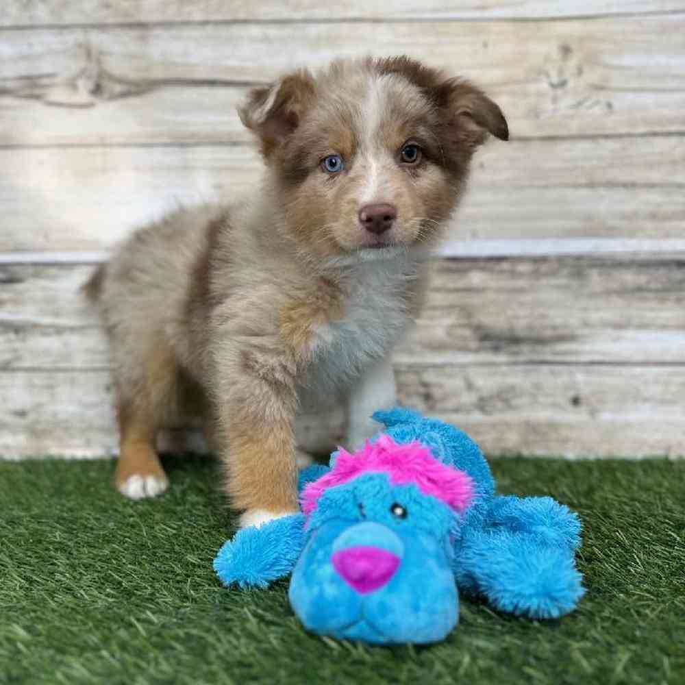 Male Miniature Australian Shepherd Puppy for Sale in Saugus, MA