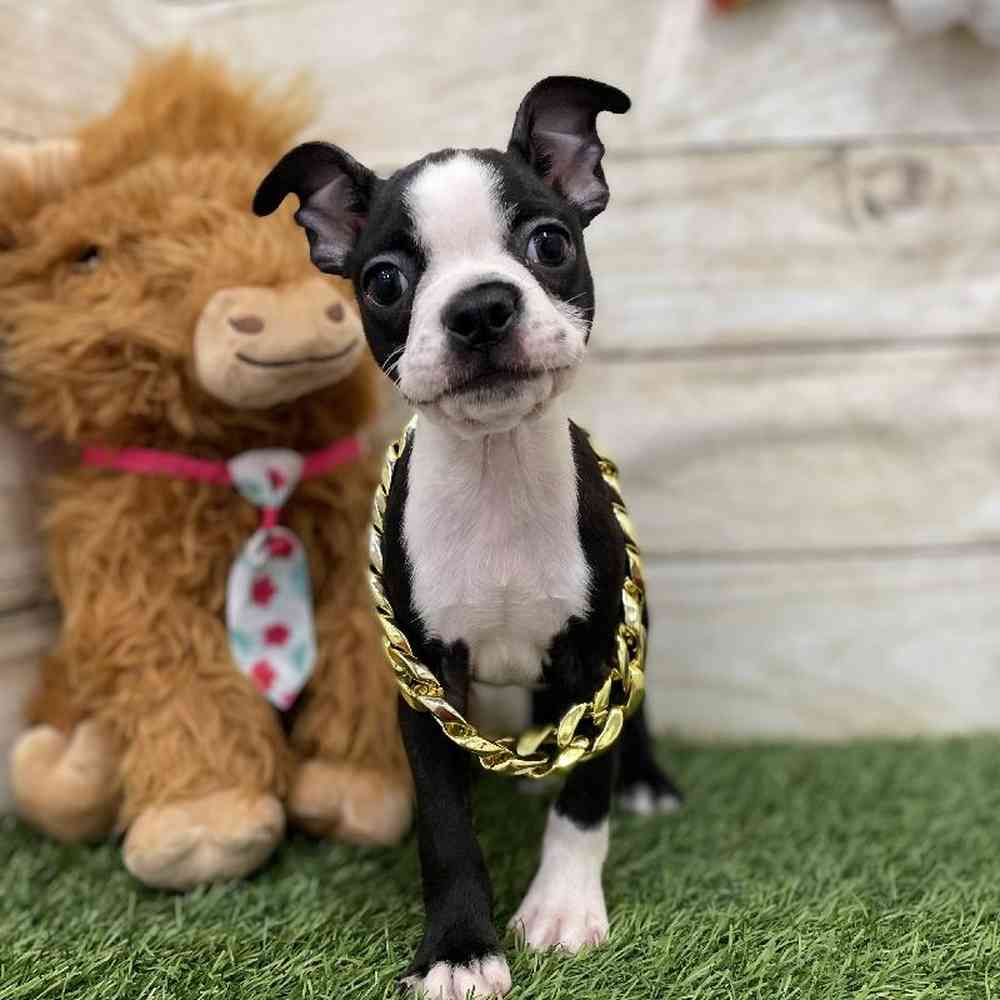 Male Boston Terrier Puppy for Sale in Braintree, MA