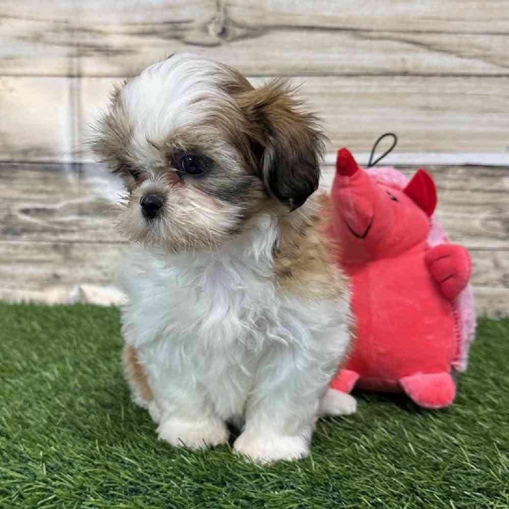 Female Shih Tzu Puppy for Sale in Saugus, MA