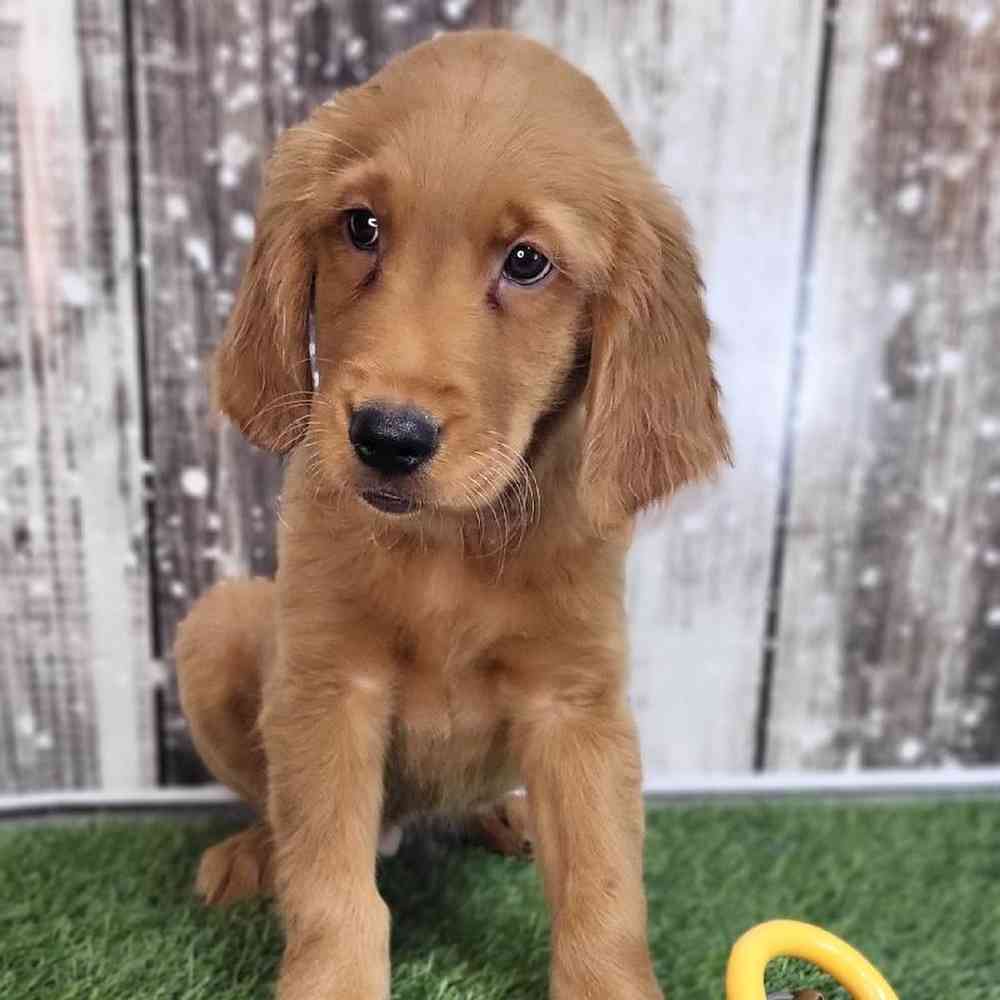 Male Golden Retriever Puppy for Sale in Saugus, MA