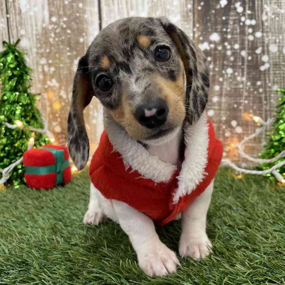 Male Dachshund Puppy for Sale in Braintree, MA