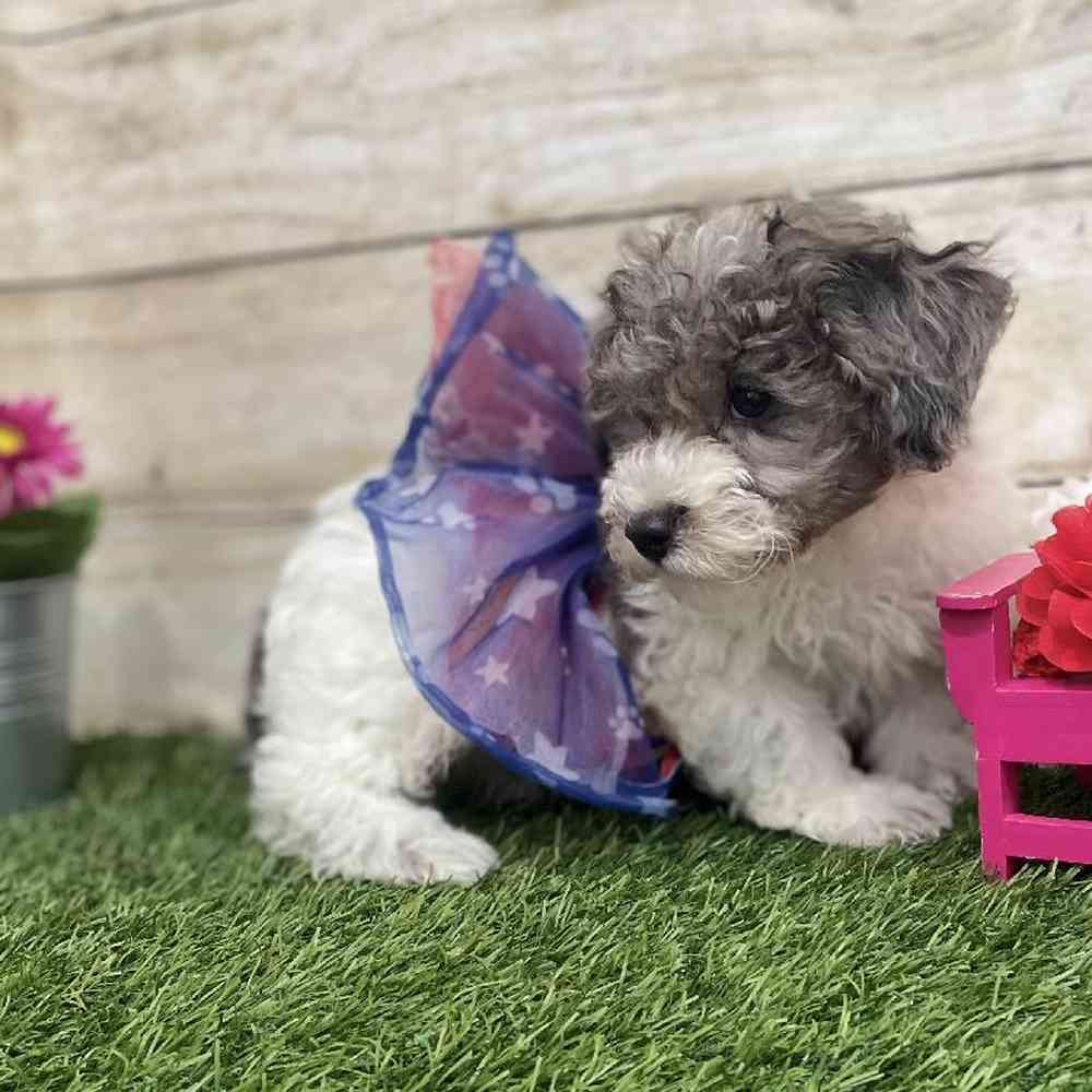 Female Bichon-Poodle Puppy for Sale in Braintree, MA