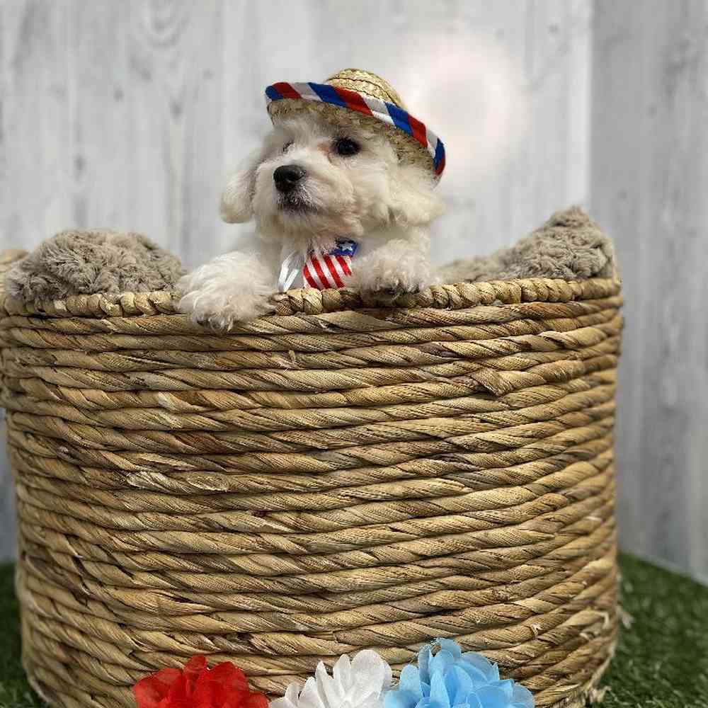 Male Bichon Frise Puppy for sale
