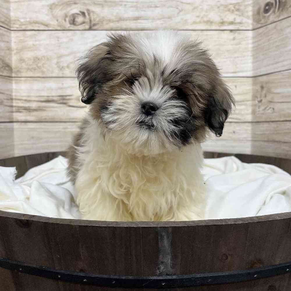 Male Lhasa Apso Puppy for Sale in Saugus, MA