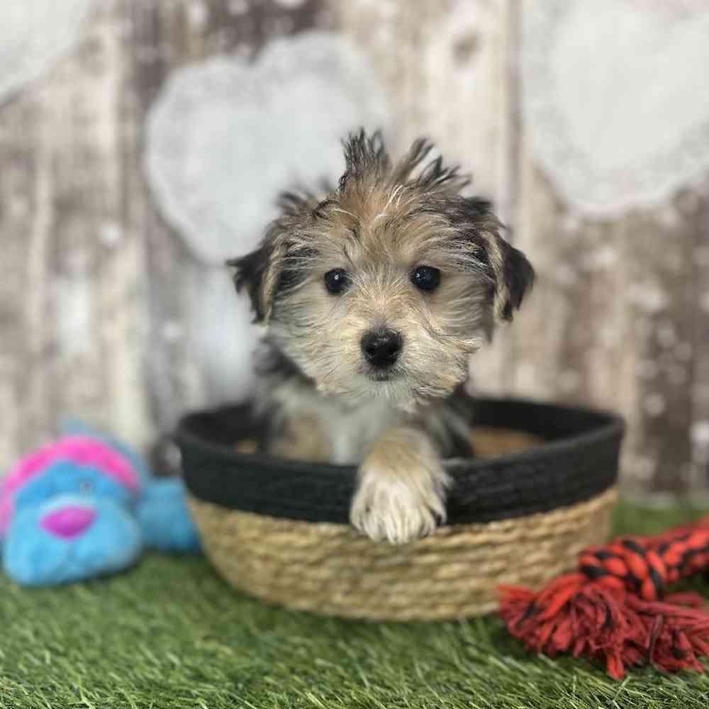 Male Morkie Puppy for Sale in Saugus, MA