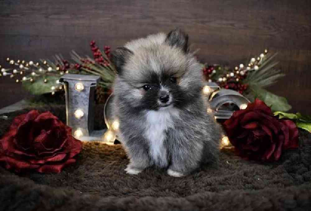 Pomeranian For Sale Pet Express Braintree