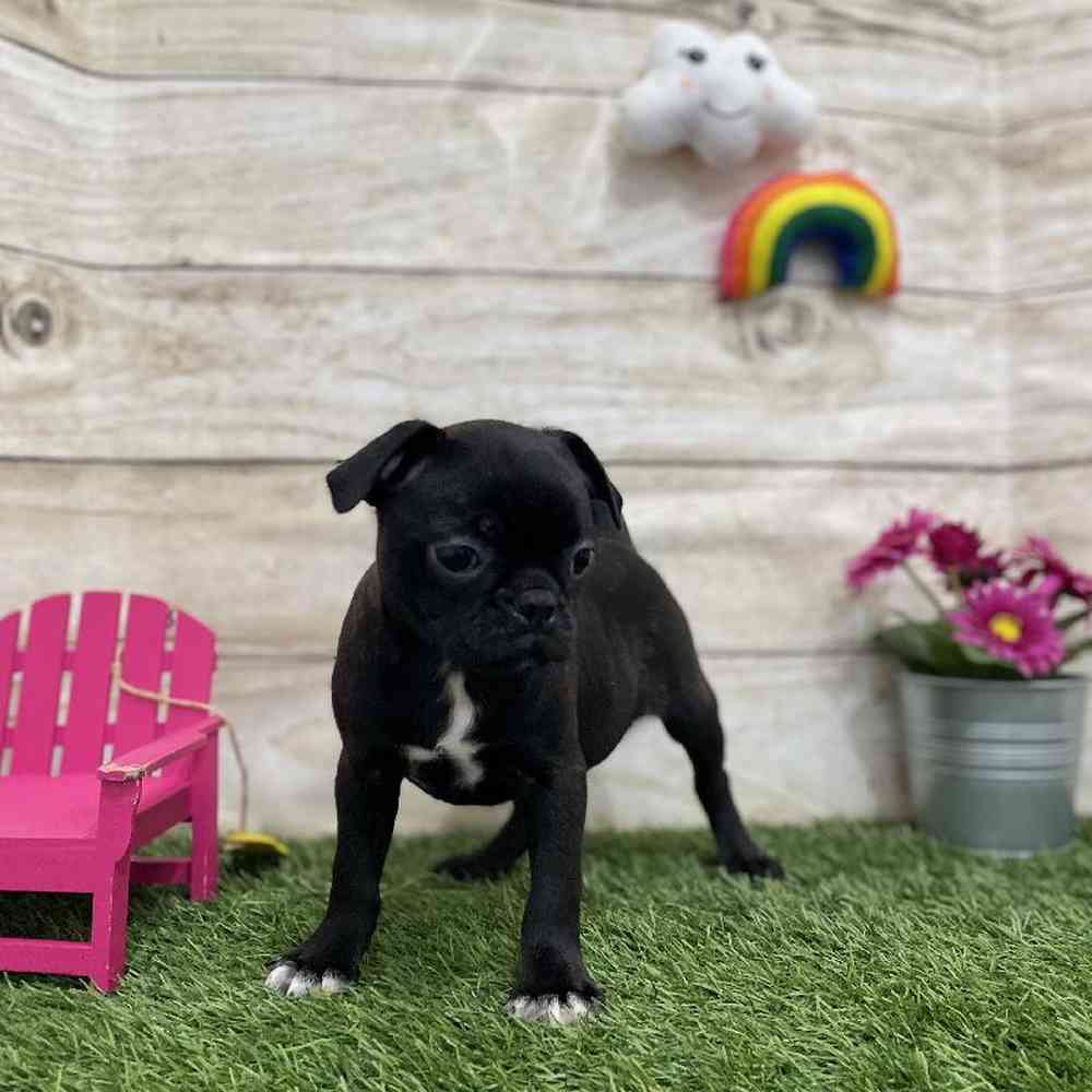 Female Bugg Puppy for Sale in Braintree, MA