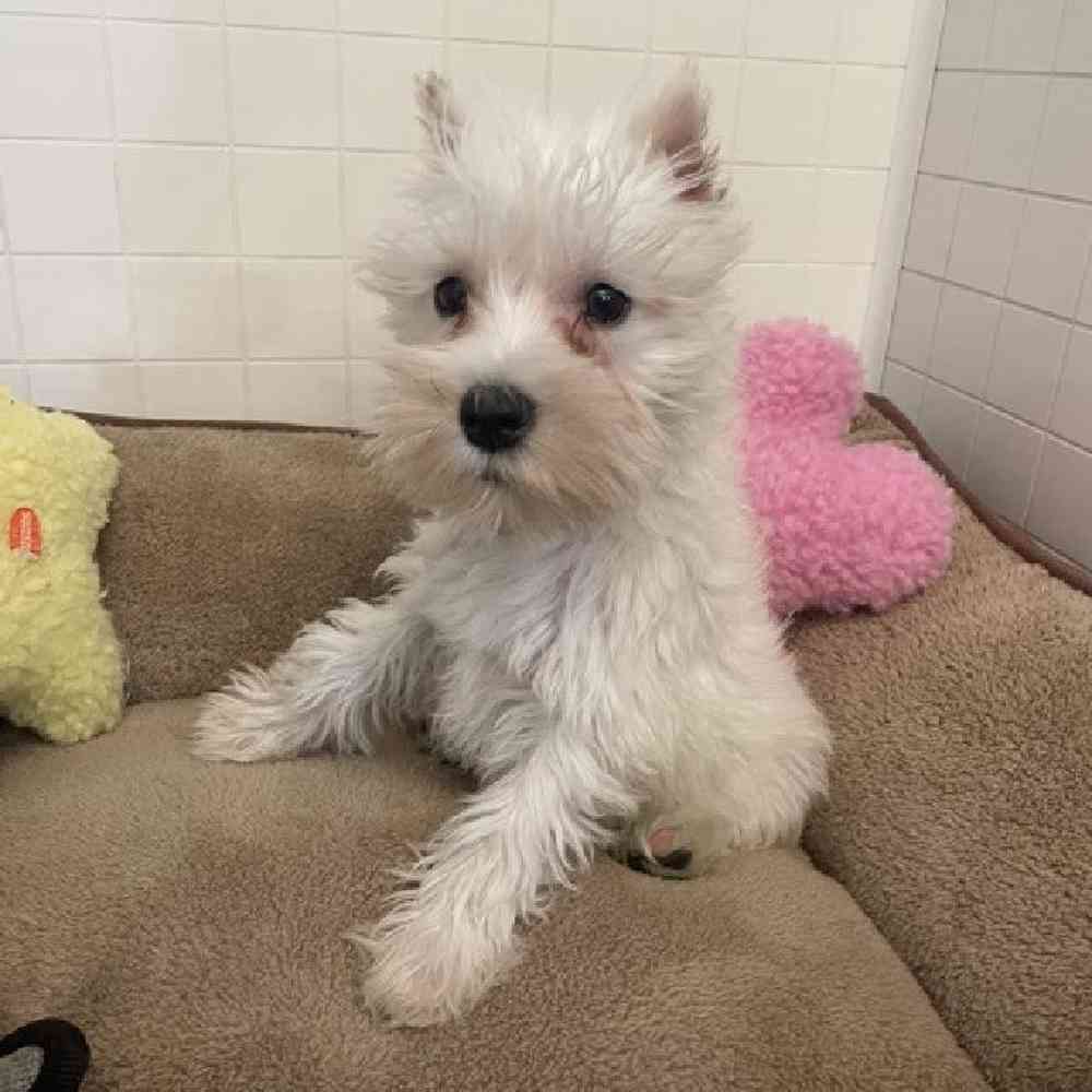 Male Miniature Schnauzer Puppy for sale
