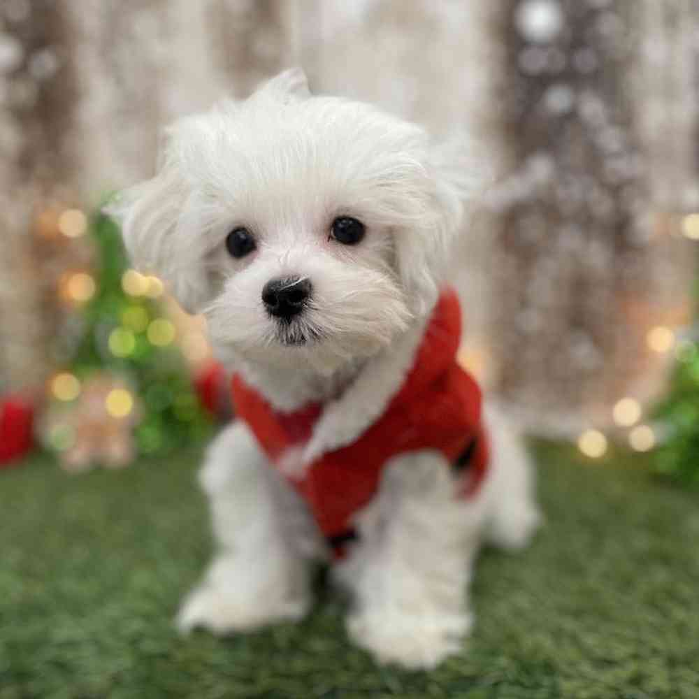 Male Maltese Puppy for Sale in Braintree, MA