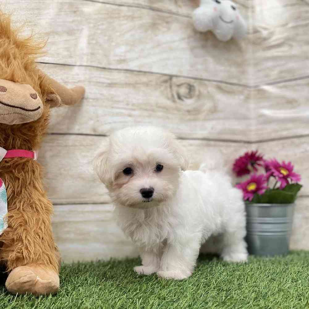 Male Maltese Puppy for Sale in Braintree, MA
