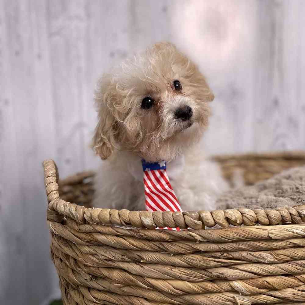 Male Bichon-Poodle Puppy for sale