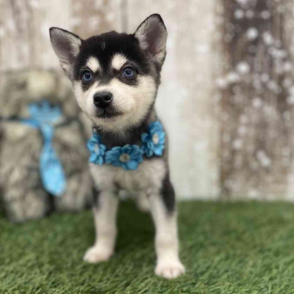 Female Alaskan Klee Kai Puppy for Sale in Braintree, MA