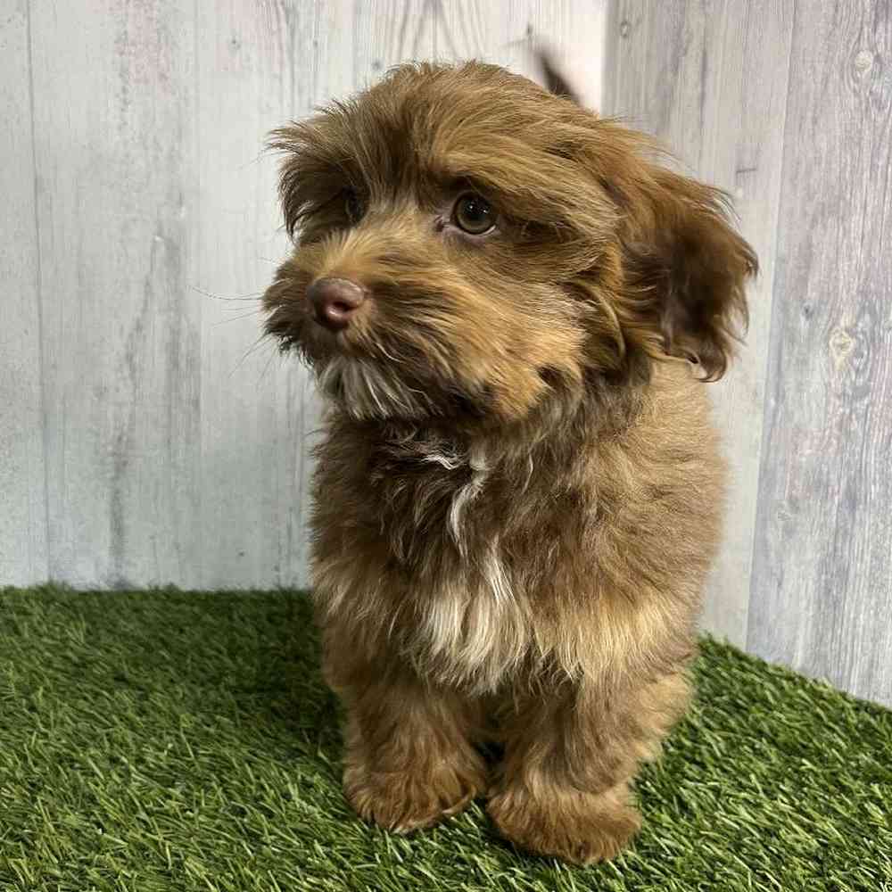 Male Havanese Puppy for sale