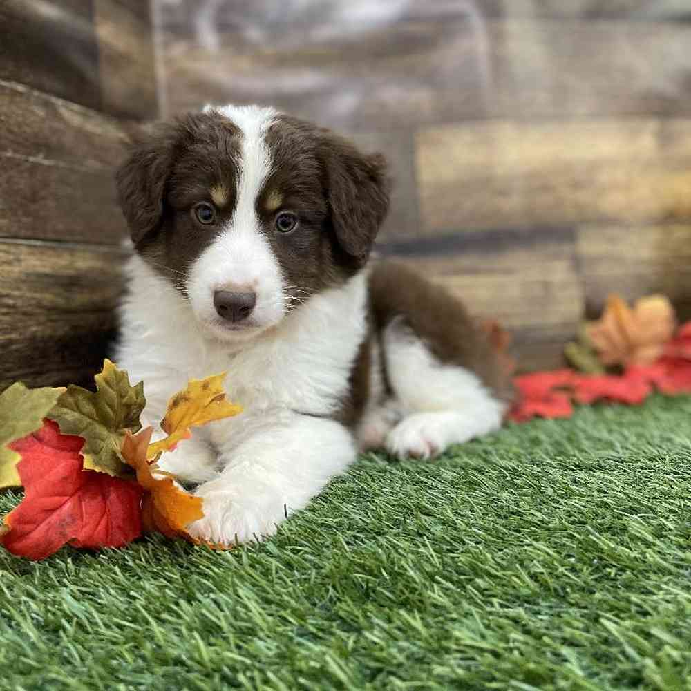 Male Miniature Australian Shepherd Puppy for Sale in Braintree, MA