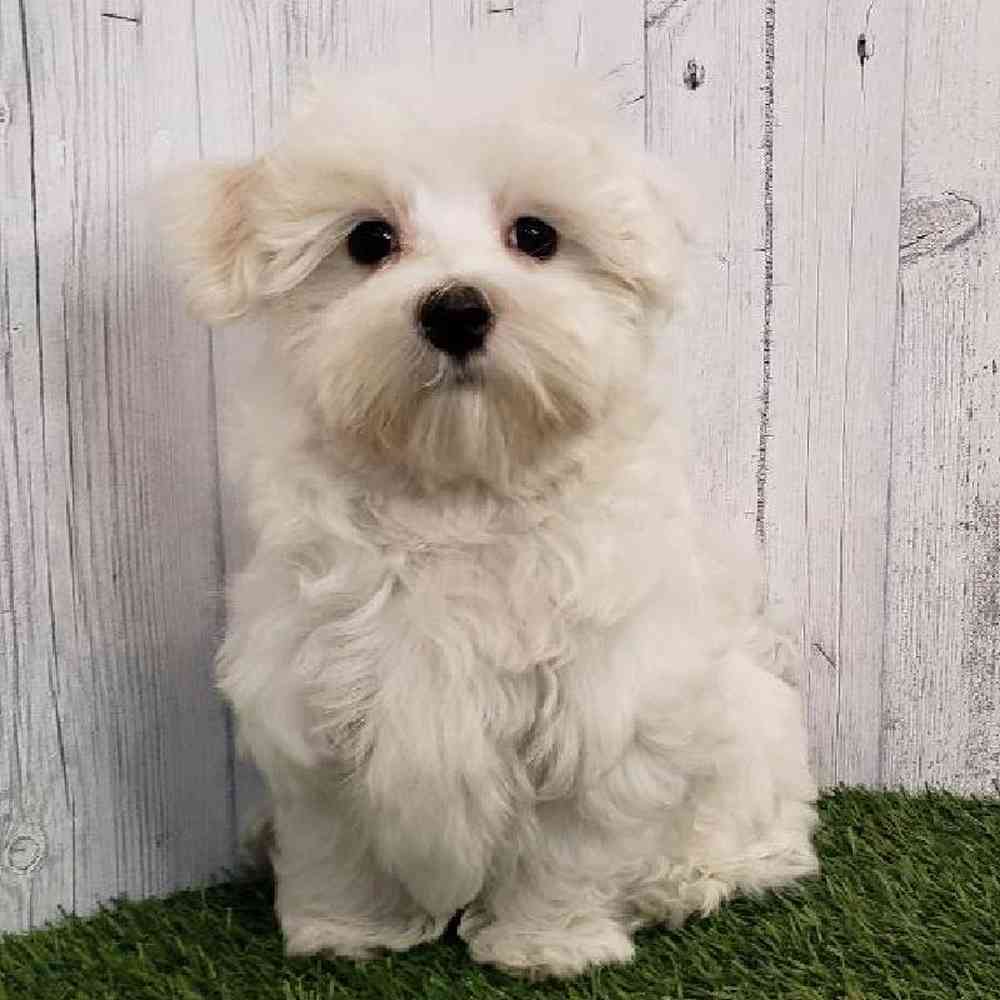 Male Maltese Puppy for sale