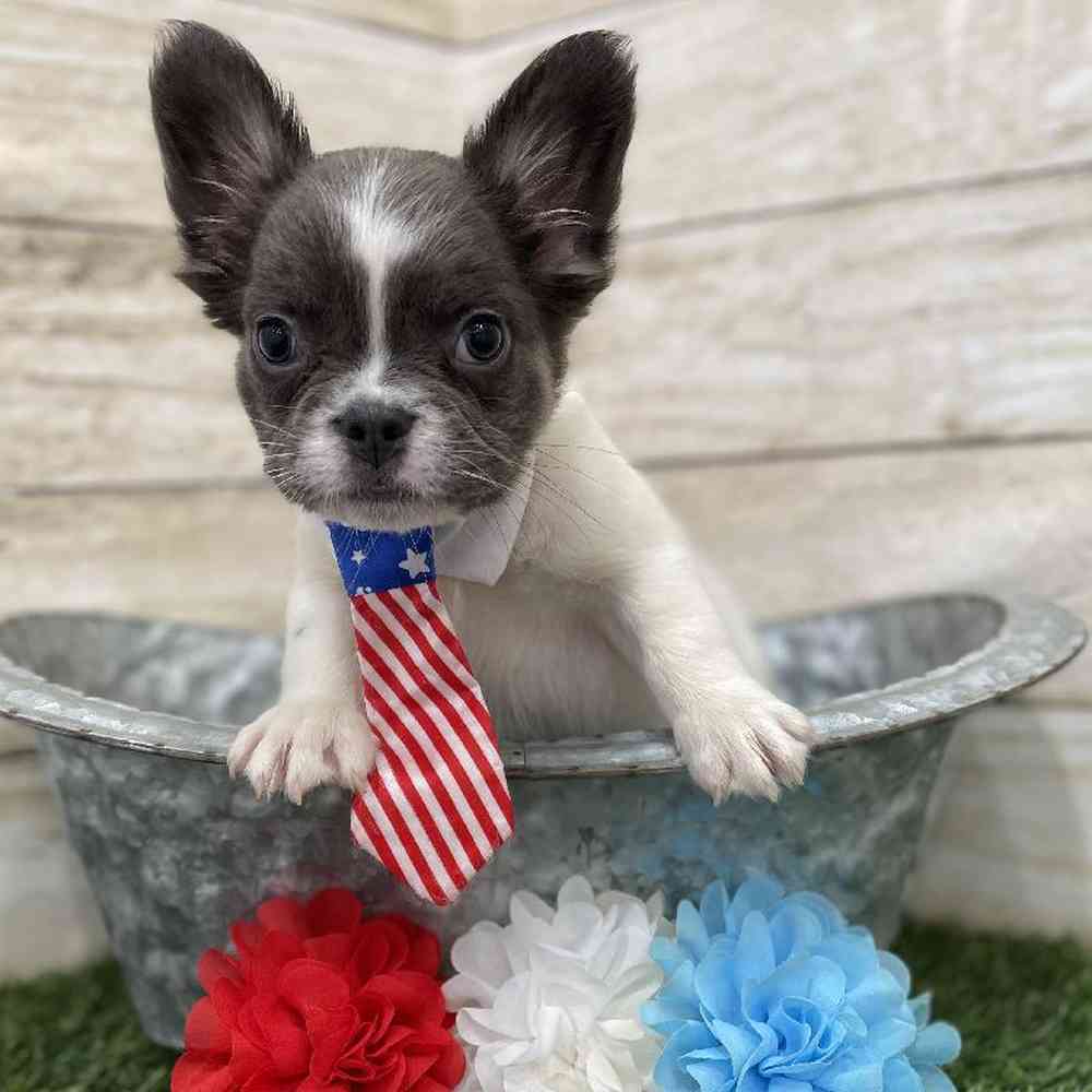 Male French Bulldog Puppy for Sale in Braintree, MA
